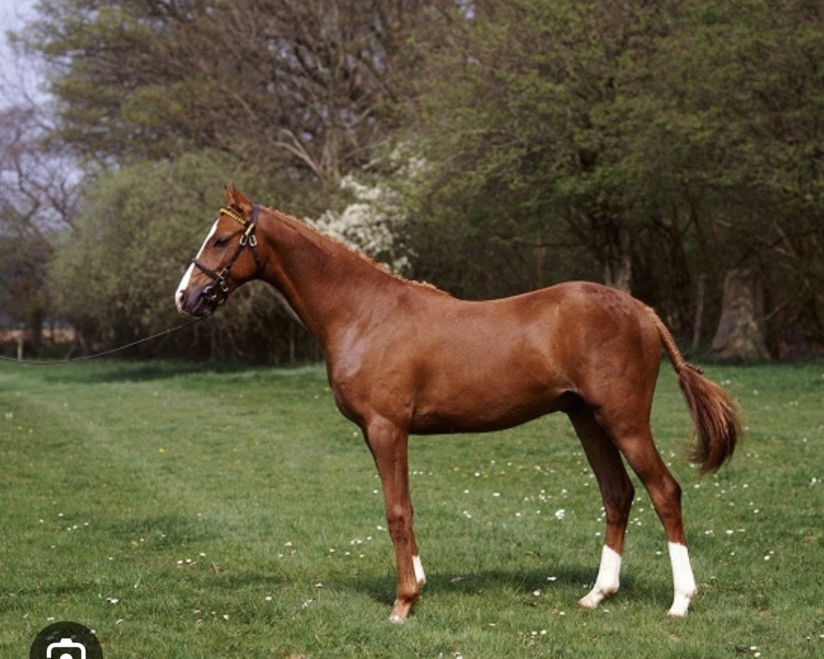 stallion Pitchwood Dresden (British Riding Pony, 1986, from Keston Fidelity)