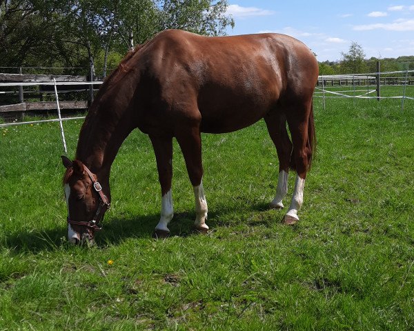 horse Don Frey (Rhinelander, 2016, from Don Romanov)