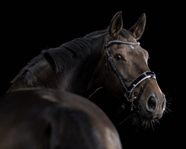 broodmare Caja 22 (Mecklenburg, 2008, from Caravazzo)