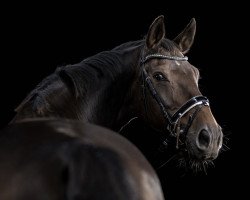 broodmare Caja 22 (Mecklenburg, 2008, from Caravazzo)