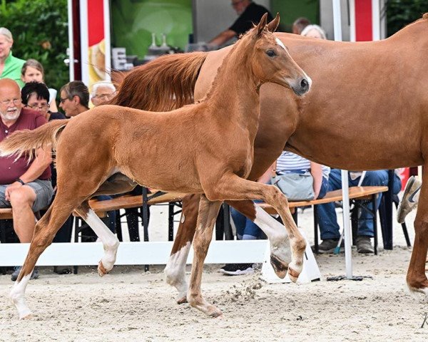 Pferd Feodor V (Oldenburger, 2023, von Federer)