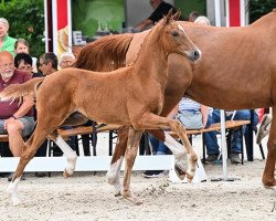 horse Feodor V (Oldenburg, 2023, from Federer)