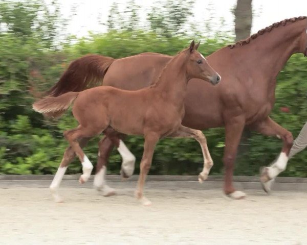 Video von Feodor V