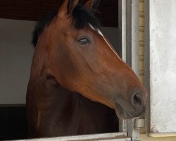 broodmare Jeunesse de Cerisy (Selle Français, 2019, from Dollar de la Pierre)