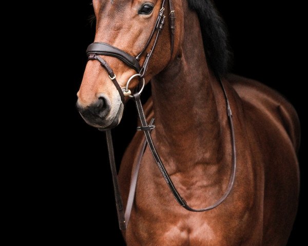 Springpferd Elsie Abbervail (KWPN (Niederländisches Warmblut), 2017, von Elvis Ter Putte)
