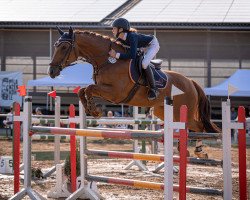 broodmare Belana M (Holsteiner, 2013, from Baracuda 4)