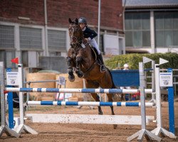 jumper Asterix 668 (Holsteiner, 2012, from Armand xx)