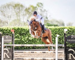 jumper Diablesse de Quidam (German Sport Horse, 2017, from Diamant de Quidam - H OLD)