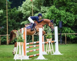 jumper Comme Calia (KWPN (Royal Dutch Sporthorse), 2018, from Comme il Faut)