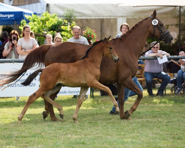 Pferd Stute von Sir Escolar / Fleury (Westfale, 2022, von Sir Escolar)