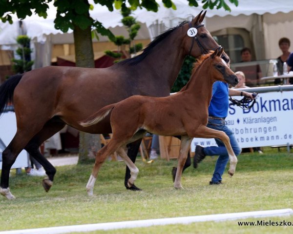 horse Hengst von Fünf Sterne Royal / Rational (Westphalian, 2022, from Fünf Sterne Royal)
