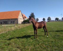Springpferd Diana VB (Westfale, 2020, von Diathago)