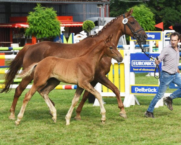 horse Hengst von Baccardi's Best / Fleury (Westphalian, 2021, from Baccardi’s Best)