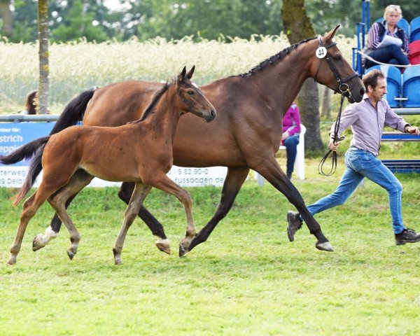 horse Stute von Ehrenpreis / Rational (Westphalian, 2021, from Ehrenpreis)