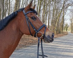 jumper Sunshine 636 (German Riding Pony, 2009, from Hot Chocolate)