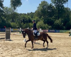 dressage horse Queen Lina (German Sport Horse, 2016, from Quaterback)