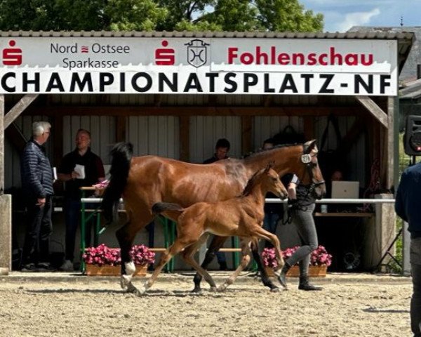broodmare Veronika VIII (Holsteiner, 2005, from Lavall I)