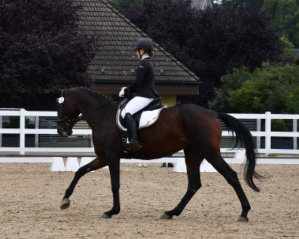 broodmare Quaterback's Princess 2 (German Sport Horse, 2012, from Quaterback)