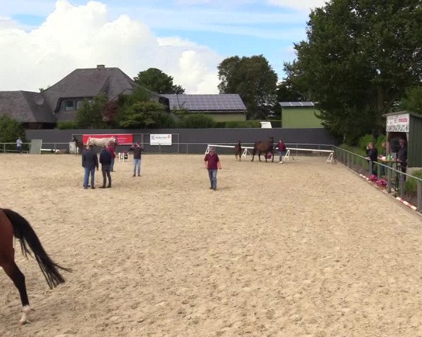 Holsteiner Fohlenschau Behrendorf 2023