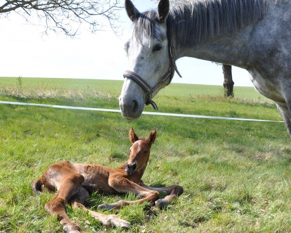 broodmare Callista's Way (German Sport Horse, 2016, from Carleyle)