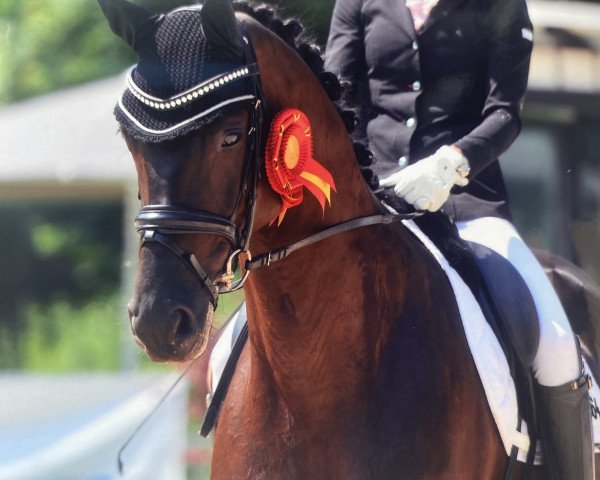 Dressurpferd Moreno N (Deutsches Sportpferd, 2017, von Morricone)