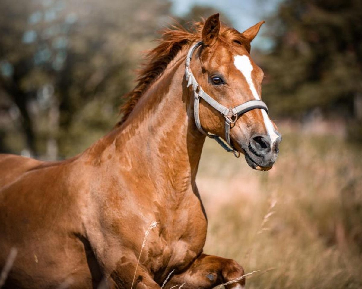 Dressurpferd Vicomte du Bosquet (Französisches Pony, 2009, von Quoutsou)