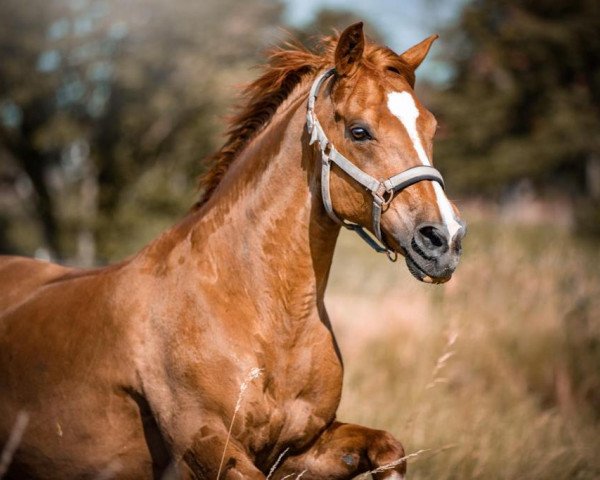 Dressurpferd Vicomte du Bosquet (Französisches Pony, 2009, von Quoutsou)