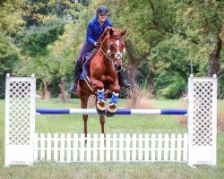 dressage horse Mac Eddy 3 (Hanoverian, 2005)