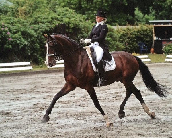 dressage horse Don Camillo B (Oldenburg, 2006, from Diamond Hit)