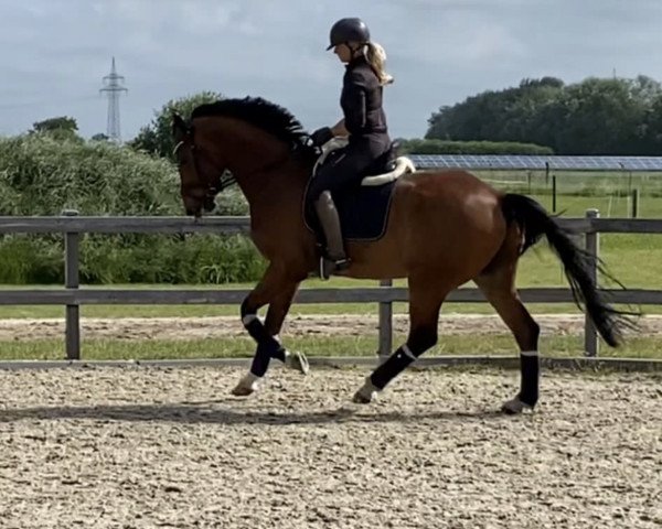 dressage horse Bentley (Westphalian, 2016, from Bon Coeur)