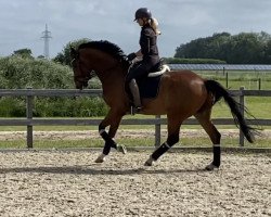 dressage horse Bentley (Westphalian, 2016, from Bon Coeur)