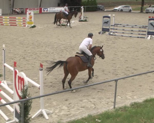 Reitturnier Ehningen 2023