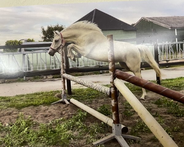 Zuchtstute Milka V (Deutsches Reitpony, 2019, von The Braes My Mobility)