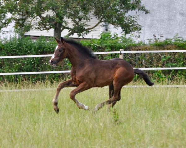 broodmare Groovy Girl (Westphalian, 2023, from Global Player)