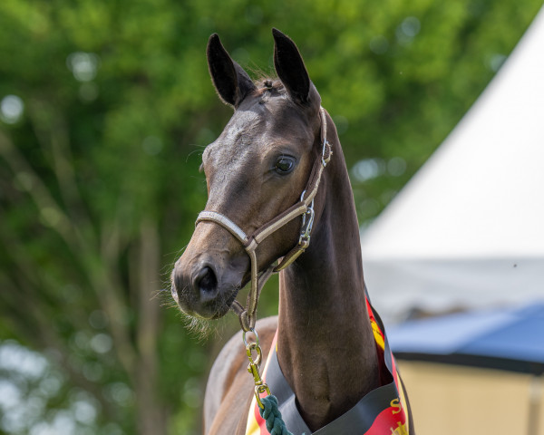 horse Stute von Dynamic Dream / Sezuan (Hanoverian, 2023, from Dynamic Dream)