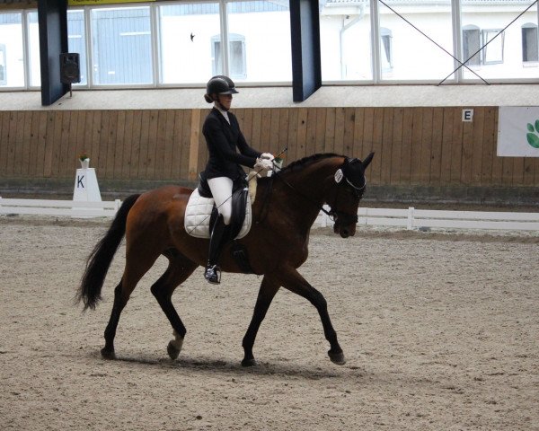 dressage horse Bennet 5 (Hanoverian, 2011, from Bonifatius)