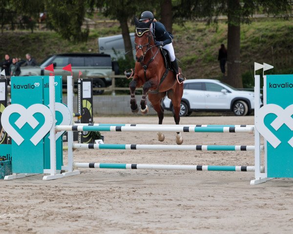 jumper Bentley 121 (anglo european sporthorse, 2014, from Bamako de Muze)