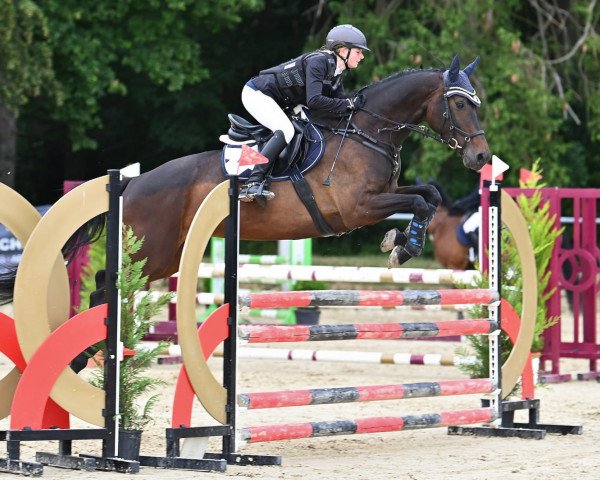 Dressurpferd Great Destini (Deutsches Reitpferd, 2017, von Don Farinelli)