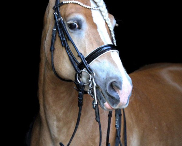 Dressurpferd Revue 88 (Haflinger, 2011, von Noah II)