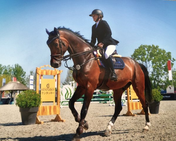 jumper Kygo (KWPN (Royal Dutch Sporthorse), 2015, from Grand Slam VDL)