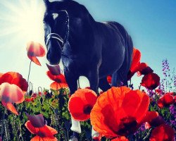 horse Dance Again 2 (Hanoverian, 2009, from Dancier)