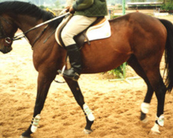 stallion Conquista AA (Anglo-Arabs, 1983, from Aligote AA) stallion Conquista AA (Anglo-Arabs, 1983, from Aligote AA)
