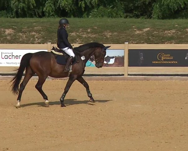 Reitturnier Tiefenhof/Opf. 2023