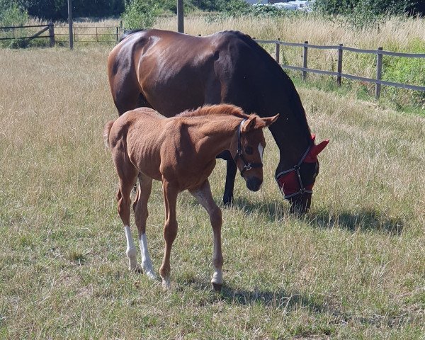 horse Hengst von Zoom / Riccione (Westphalian, 2023, from Zoom)