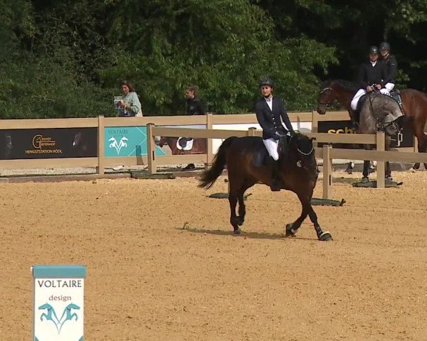 Reitturnier Tiefenhof/Opf. 2023