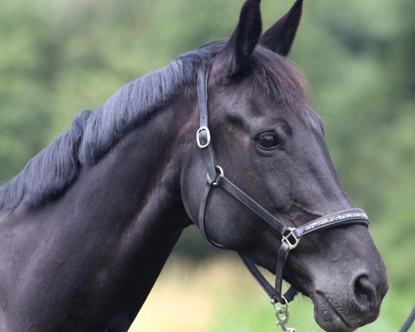 broodmare Sternenrose (Hanoverian, 2008, from Stedinger)