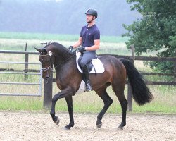 broodmare Nizza K (Westphalian, 2013, from Numero Uno)