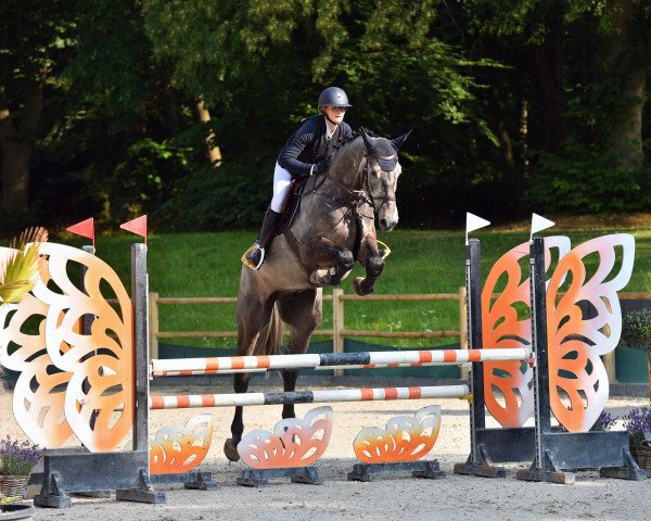 jumper Anton 945 (Holsteiner, 2017, from Adagio de Talma)