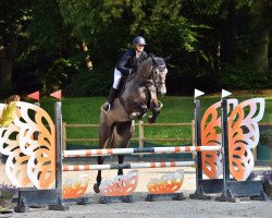 Springpferd Anton 945 (Holsteiner, 2017, von Adagio de Talma)