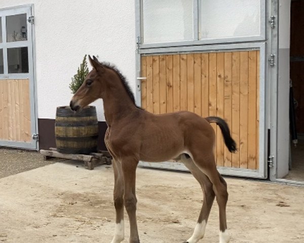 horse Don Damsey MSH (Hanoverian, 2023, from Damsey FRH)
